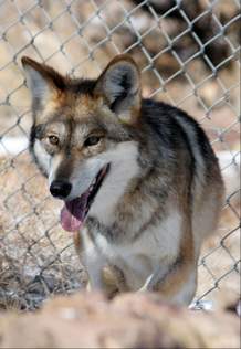 mexican gray wolf