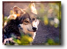 mexicanwolf