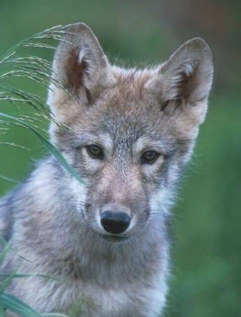 Gray Wolf Pup