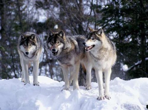 three wolves