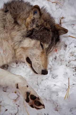 wolf down