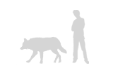 Wolf Size and Human
