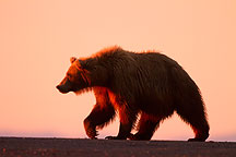 Brown / Grizzly Bear, Lake Clark National Park, Alaska.