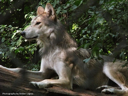 Mexican Wolf on log