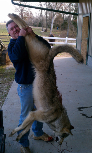 Kentucky Wolf