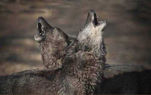 Two Wolves Howling