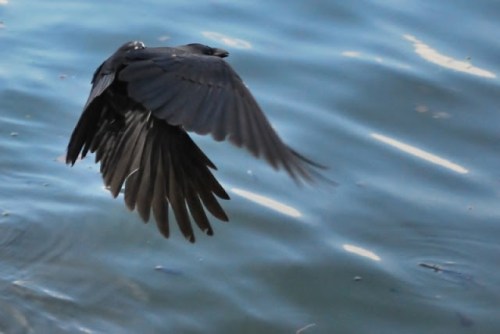 Raven with beautiful wings in the down stroke flying over water.