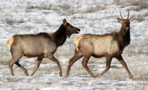 Bull Elk