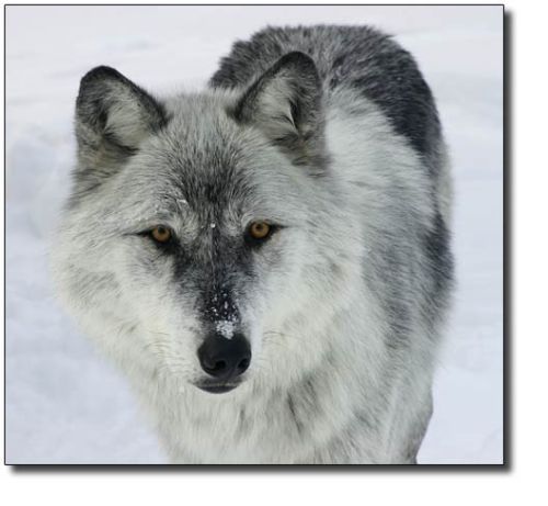 Snow Gray Wolf
