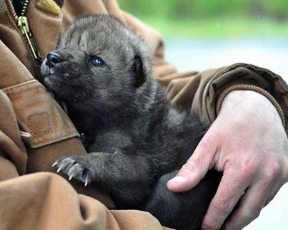 Alaskan Wolf Pup