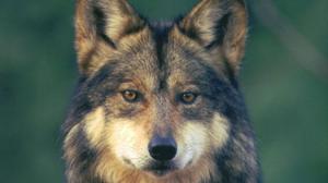 mexican gray wolf recovery