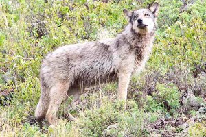 yellowstone wolf