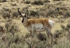 Pronghorn